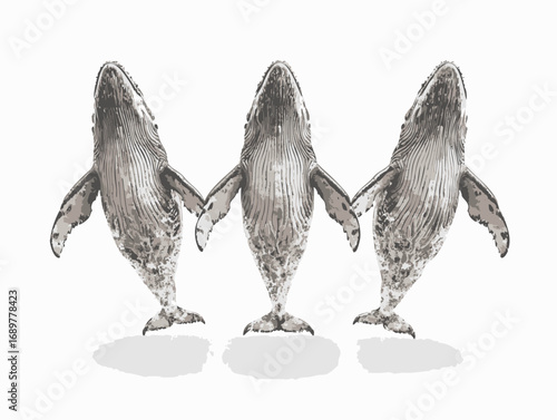 Three Humpback Whales Dancing in a Circle Illustration