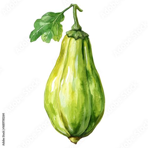 Chayote, watercolor drawing vector, isolated on a white background.