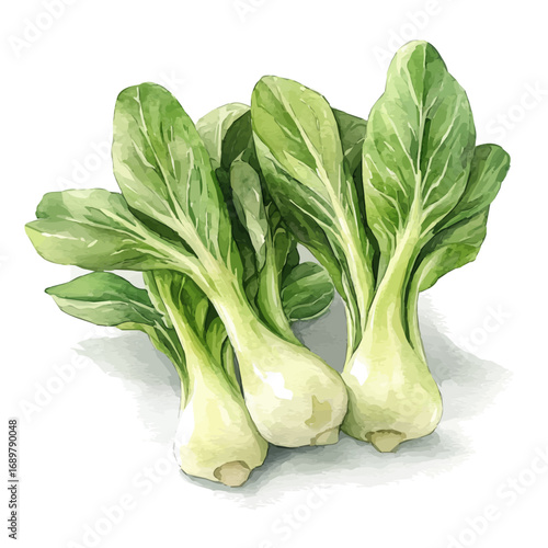 Bok Choy, watercolor painting vector, isolated on a white background.
