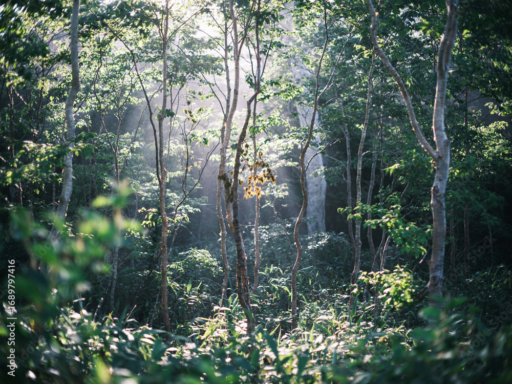 Fototapeta premium Sunlight Filtering Through Lush Forest Trees in Summer Morning