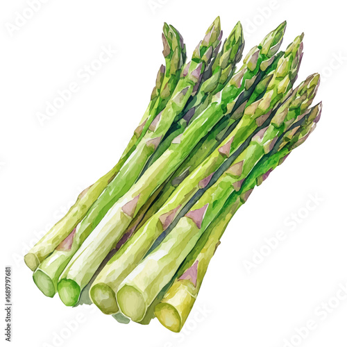 watercolor of Asparagus, vector, isolated on a white background.