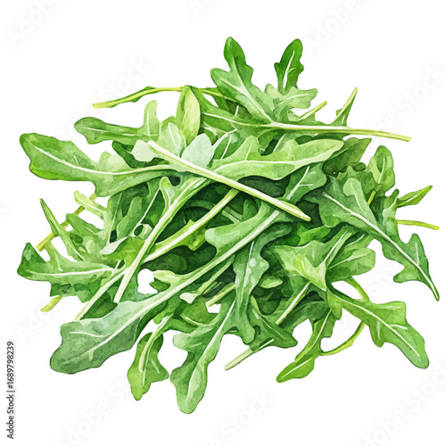 Arugula, watercolor drawing vector, isolated on a white background.