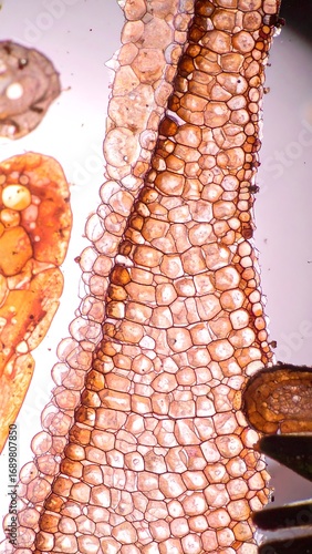 Microscopic view of plant tissue showcasing cell structure