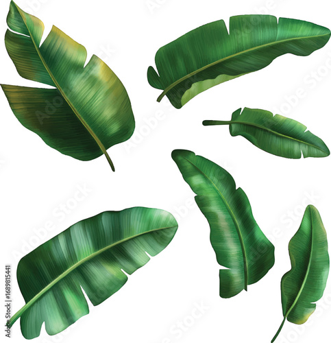 Assortment of Green Banana Leaves Keywords: banana leaves, tropical, foliage, green, leaves
