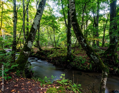 Tranquil forest stream