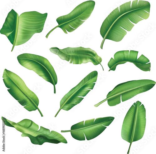 Assortment of lush green banana leaves in various poses