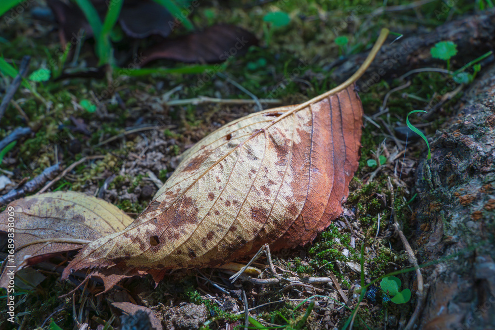 Obraz premium 秋の森 紅葉した落ち葉に日差しが差し込む05