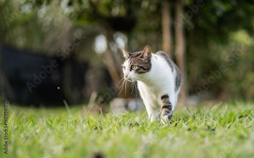 Gato doméstico atigrado caminando atento sobre césped verde en un entorno natural