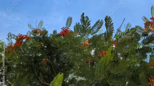 青空に映える鳳凰木の鮮やかな赤い花　Royal Poinciana Tree åçwith Vibrant Red Flowers against Blue Sky