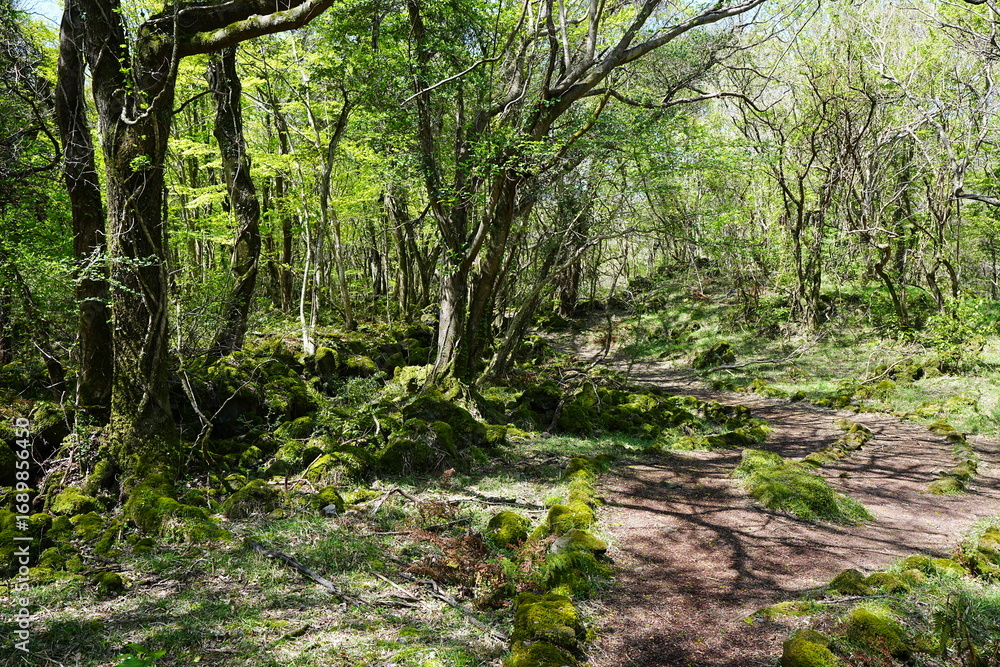 Obraz premium early spring path in the glittering sunlight