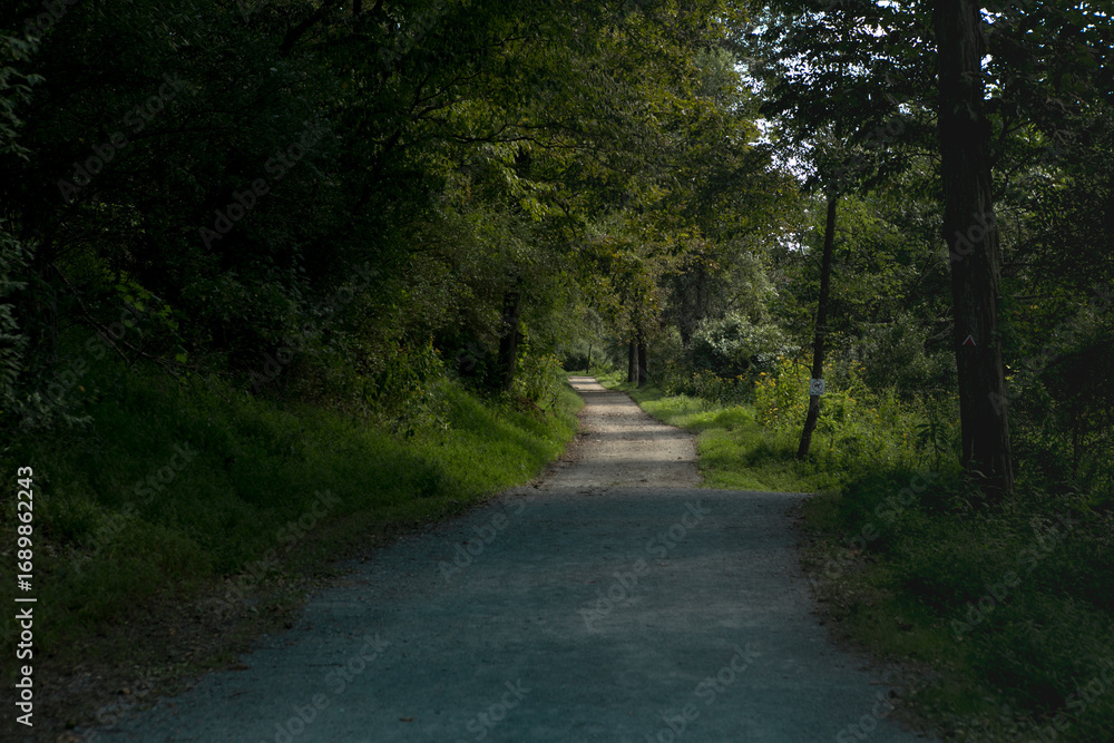 Naklejka premium Dense forest with pathway leading deep into the woods