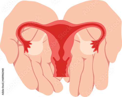 The female reproductive system. Hands carrying the uterus and ovaries.