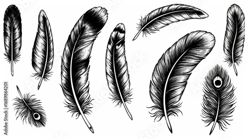 Elegant black and white feather designs perfect for artistic projects and natural themes