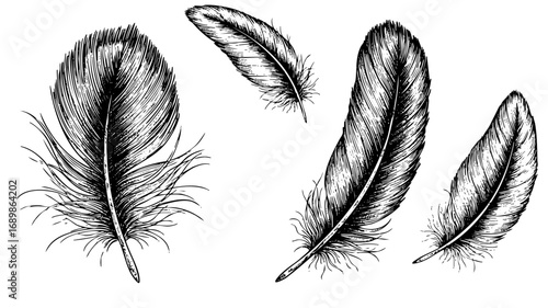 Elegant vintage feather collection detailed line art for artistic projects and natural themes