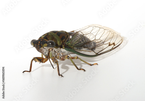 A large Annual Cicada (Neotibicen) from Ohio. Found in early September. 