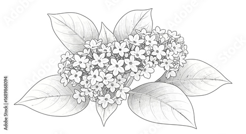 Botanical illustration of jasmine flowers and leaves in monochrome style