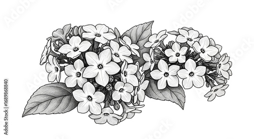 Elegant grayscale bouquet arrangement of phlox paniculata flowers illustration