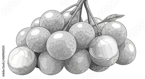 Elegant monochrome longan cluster illustration in minimalist style