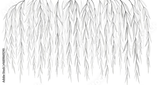 Elegant monochrome weeping willow branches illustration background design
