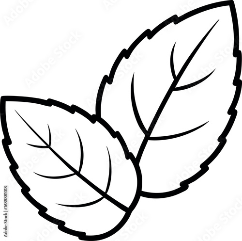 Mint Leaf Line Drawing for Herbal and Culinary Use