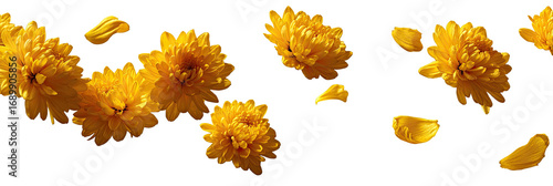 Bright yellow flowers and petals scattered against a black background.  Detailed close-up view of blossoms and falling petals