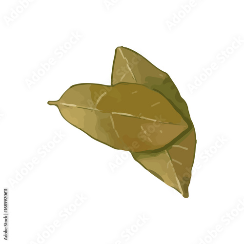 bay leaves vector