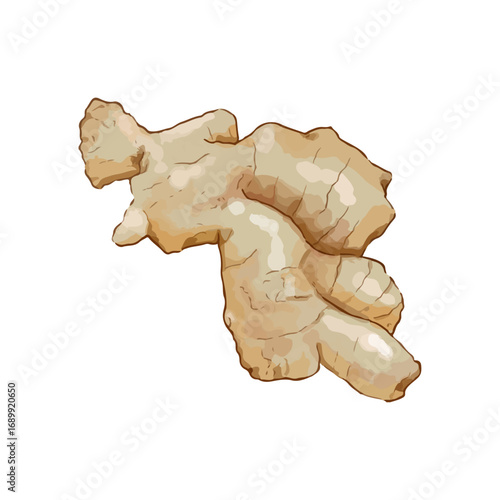 Ginger vector