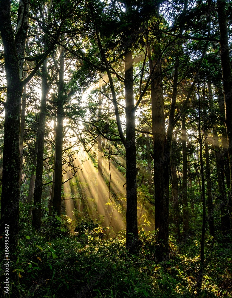 Obraz premium Sunlight filtering through a forest