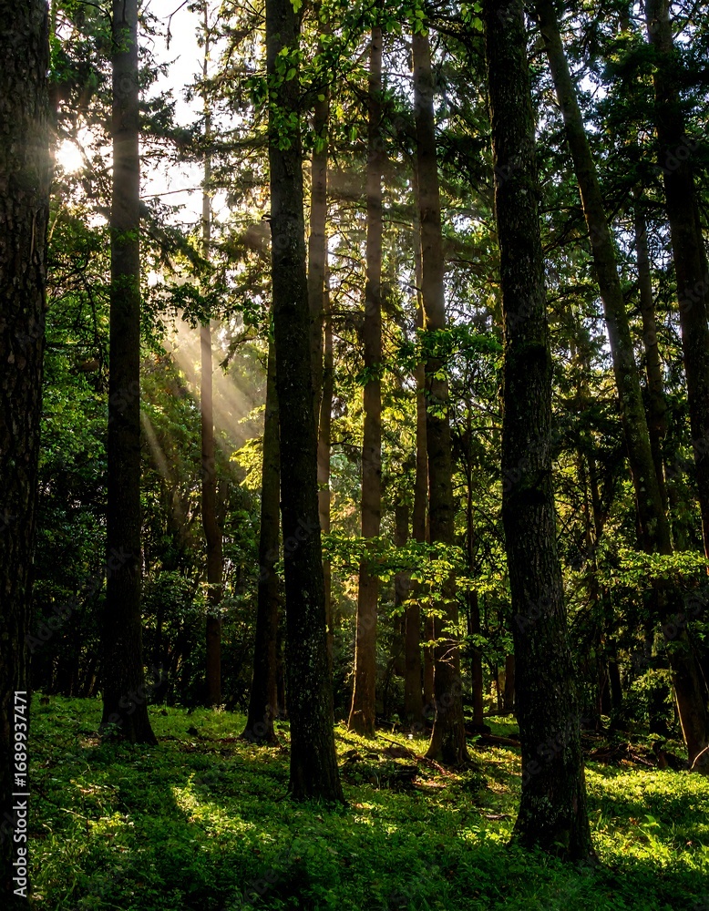 Fototapeta premium Sunlight filtering through forest canopy (1)