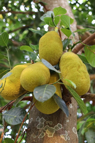 Jackfruit tree
