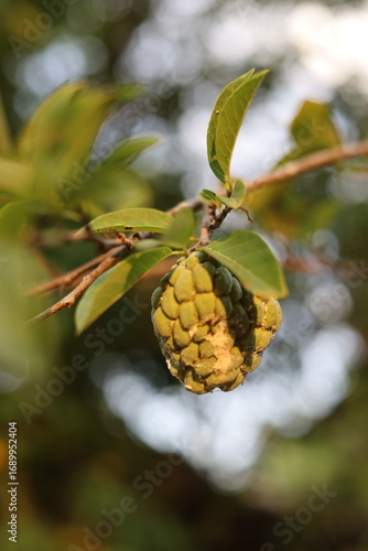 pineapple in the garden