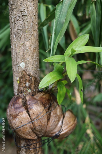 green tree in the garden