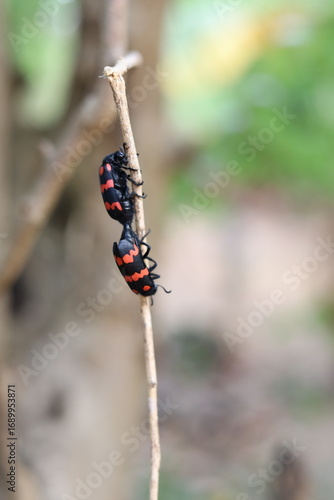 butterfly on a branch