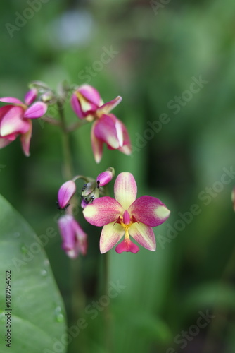 close up of pink flower