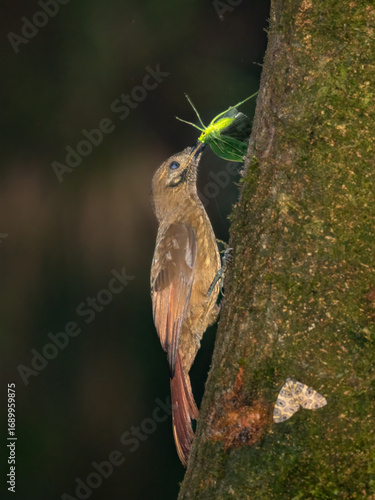 Wallpaper Mural Strong-billed Woodcreeper with moth Torontodigital.ca