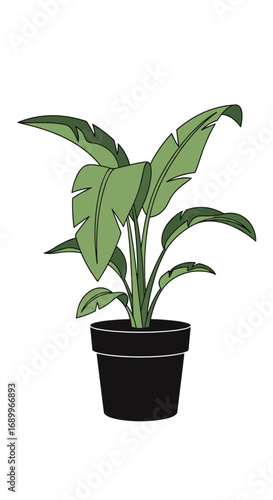 A tall potted tropical plant with large broad green leaves flourishing indoors