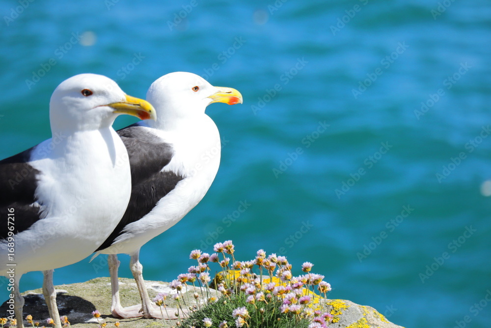Fototapeta premium Two seagulls standing on a coastal rock with wildflowers overlooking a blue ocean, capturing a peaceful marine wildlife moment ideal for nature, travel, and environmental themes.