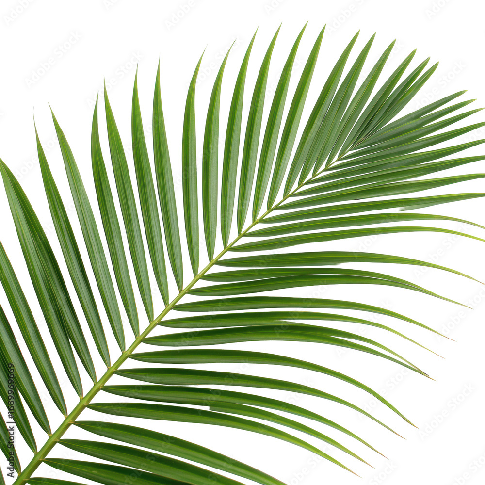 Obraz premium Single large palm frond with elongated green leaves and pronounced midrib, tropical foliage isolated on white background. PNG
