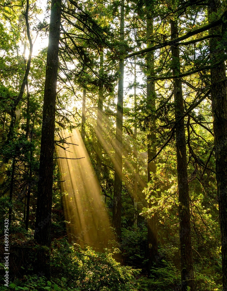 Obraz premium Sunlight streams through forest canopy