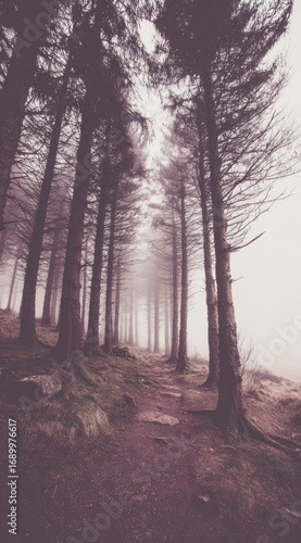 A misty forest path winds between tall, silhouetted evergreen trees under an overcast sky, creating a serene and slightly eerie atmosphere