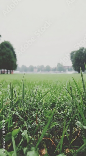 Lush green grass fills foreground, dew clinging to blades. Trees border a distant field, all beneath overcast sky creating a muted, tranquil scene