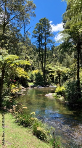 Tranquil stream flowing through lush ferns & dense forest under a blue, partly cloudy sky on a sunny day