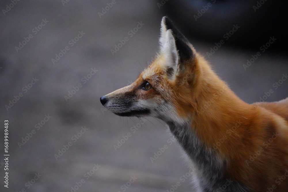 Fototapeta premium Fox