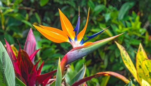 Stunning close-up of a vibrant Bird of Paradise flower, Strelitzia reginae, blooming in a lush tropical garden, a symbol of exotic beauty
