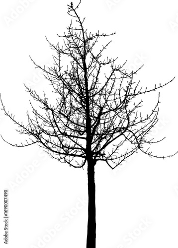 Bare Winter Tree Silhouette:  Elegant, Isolated, Black and White Vector Graphic for Design Projects.