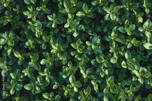 Wallpaper Mural Close-up view of dense green foliage with small glossy leaves showcasing vibrant healthy plant growth Torontodigital.ca