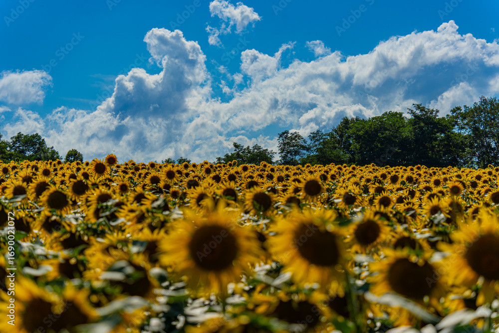 Fototapeta premium 夏の北海道の北竜のひまわり畑
