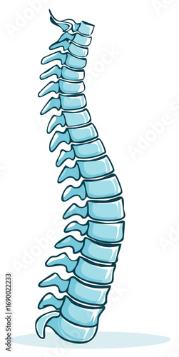 Human spine side view anatomy illustration for medical and chiropractic concepts