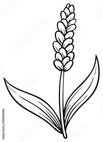 Simple line drawing of a fragrant lavender flower stalk with leaves perfect for botanical illustrations