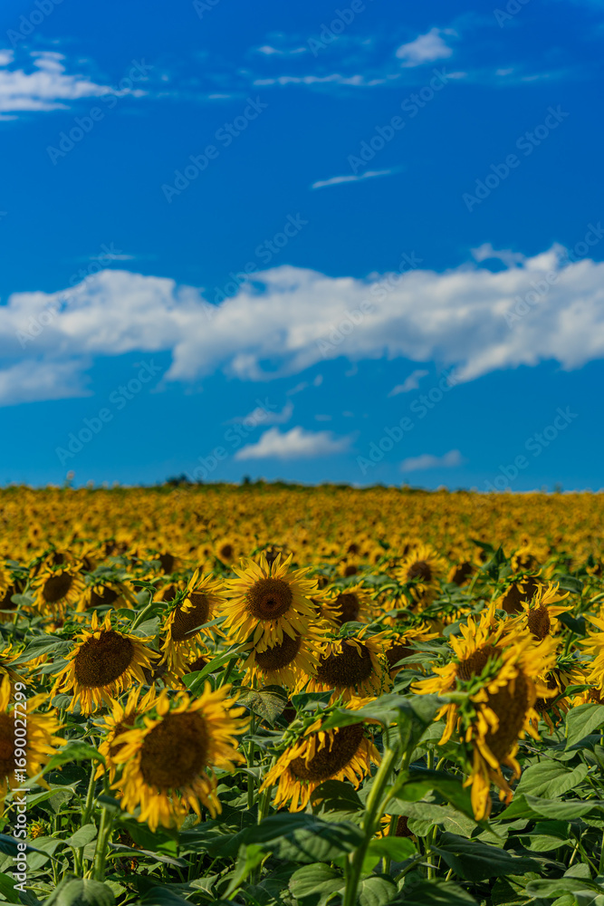 Obraz premium 夏の北海道の北竜のひまわり畑